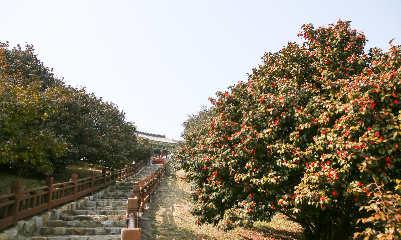 마량리 동백나무 숲