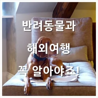 반려동물과 해외여행 기내 직항 펫 전용 준비와 절차_15