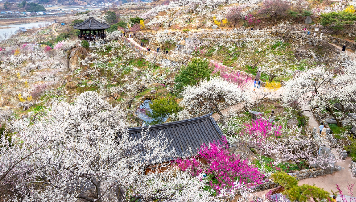 2023-광양매화축제