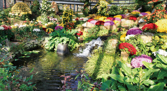 아침고요수목원 국화전시회