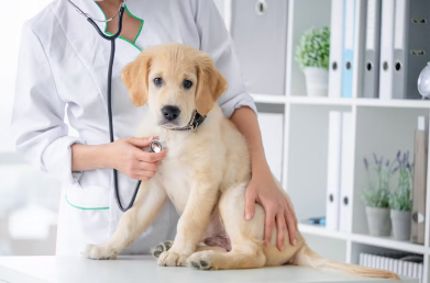 진료받는 강아지