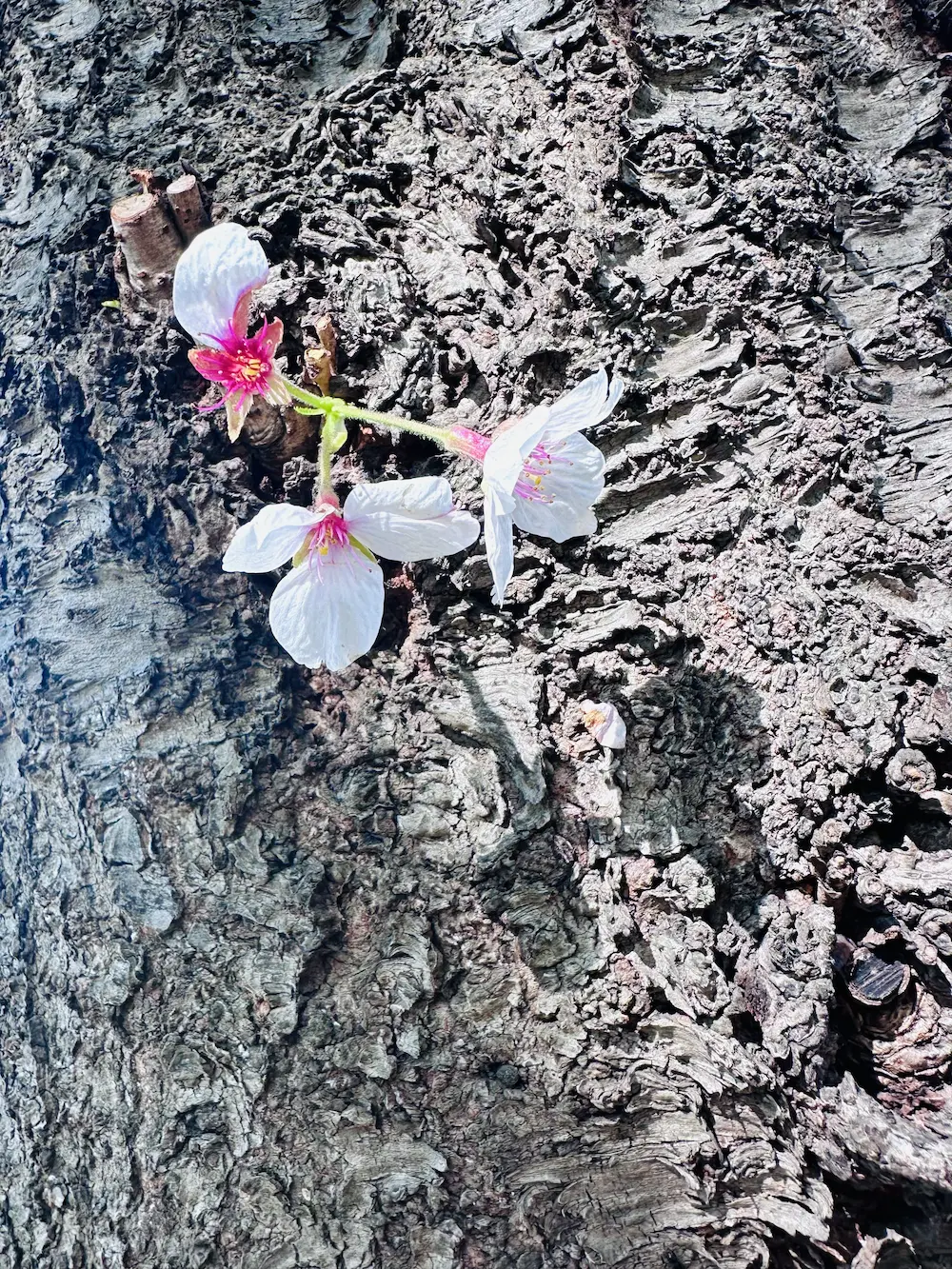 꽃잎이 거의 떨어진 벚나무 줄기에 귀엽게 핀 벚꽃