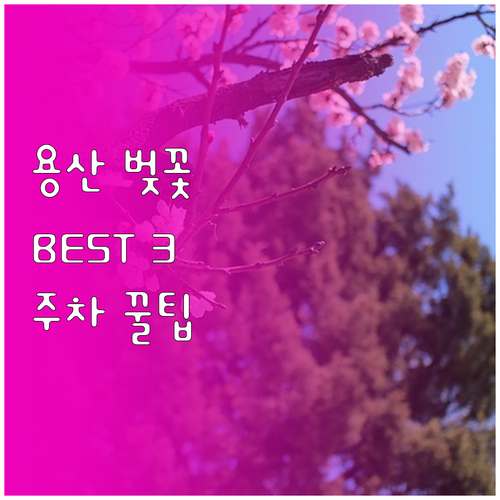 2026 서울 용산구 벚꽃 명소 베스..