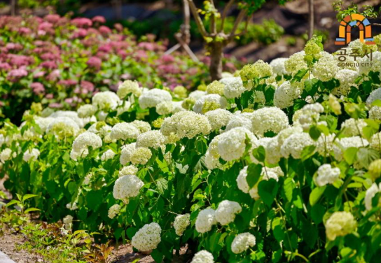 2025 유구색동수국정원 꽃 축제