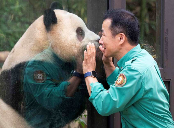 푸바오와 할부지