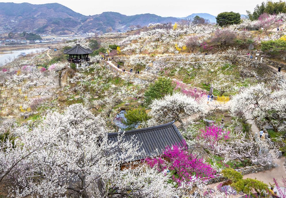 2024 광양 매화축제