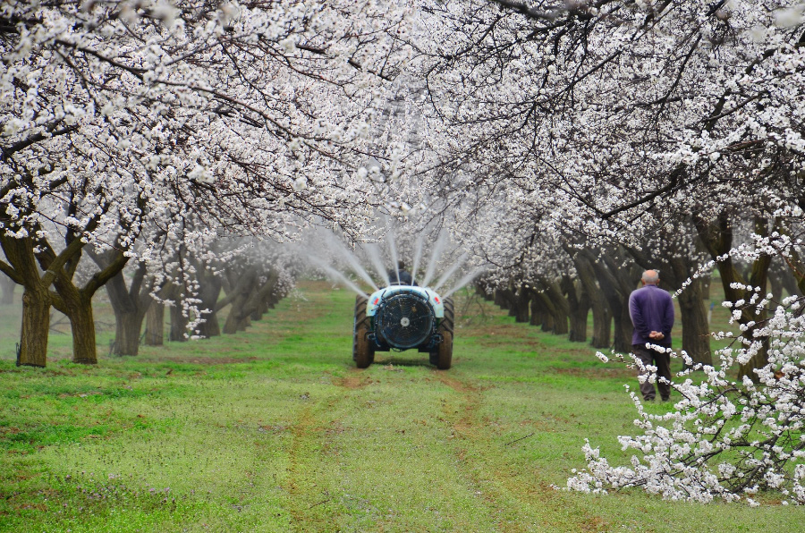서양의 한 과수원에서 흰색 꽃잎이 가득 피어 있는 살구나무 사이로 농약을 뿌리고 있는 차가 지나가고 있고, 그것을 지켜보고 있는 노인을 찍은 사진