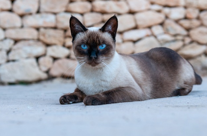샴 고양이