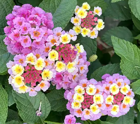 가을에 피는 꽃 란타나