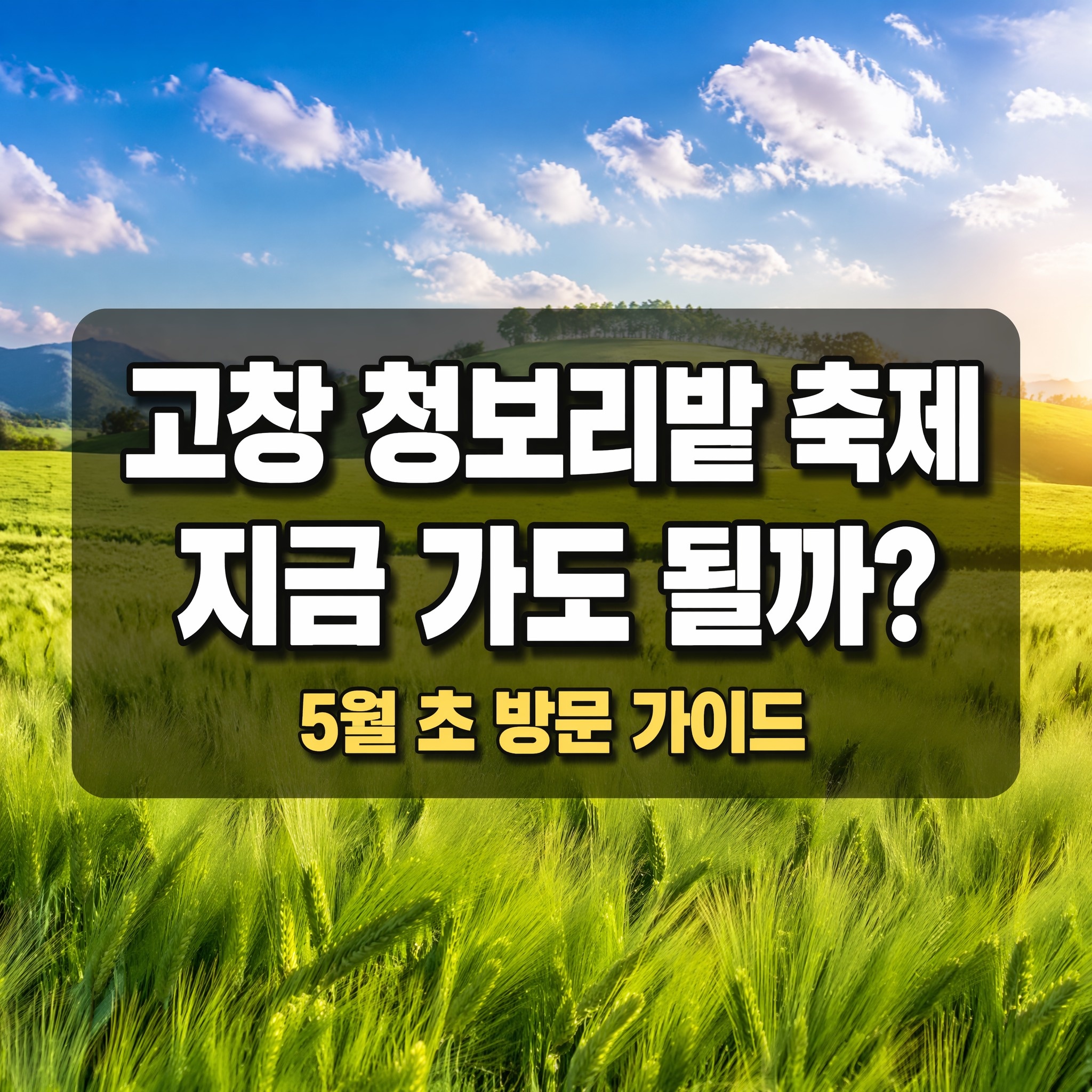 고창 청보리밭 축제 지금 가도 될까? 5월 초 방문 가이드