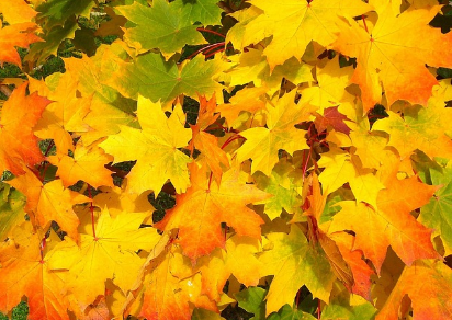 경기도 단풍 명소 곤지암 화담숲 