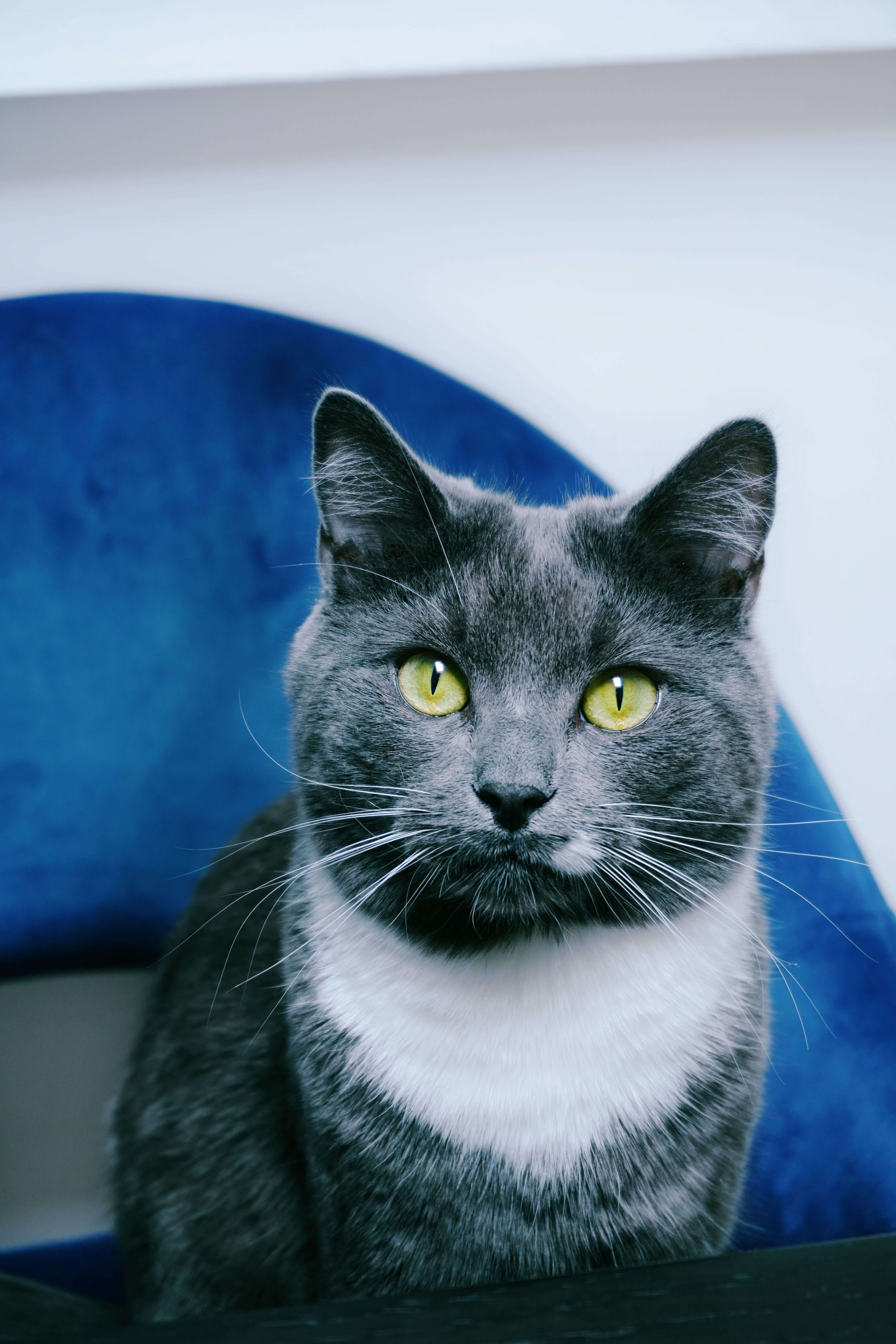 스코티시 폴드 고양이 키우기(주의사항)