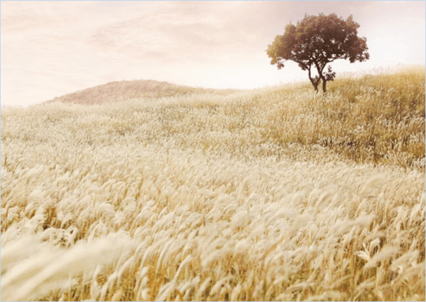 황매산-억새축제