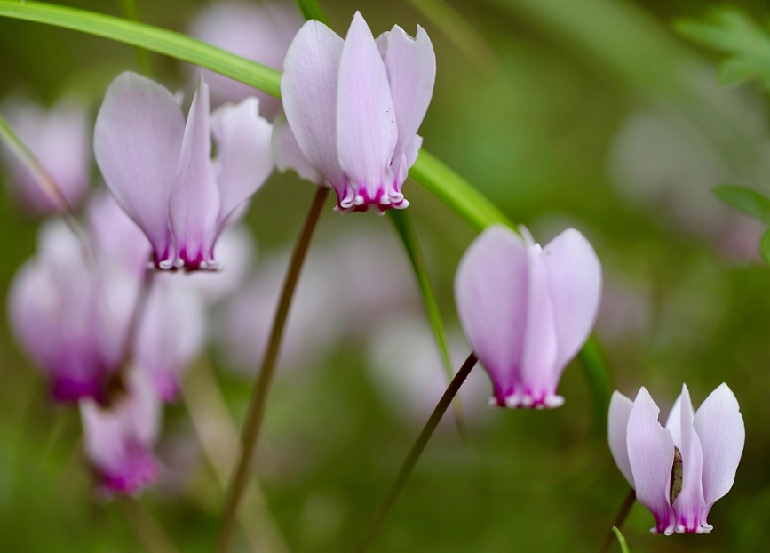 겨울 꽃 시클라멘