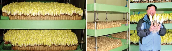 엔다이브 재배 상토 선정 배수 통풍 연속 수확_3