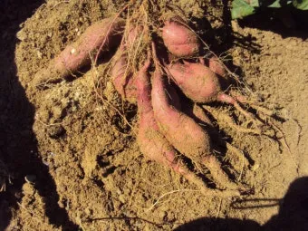 고구마 재배 달력 모종심기 관수 잡초 수확 큐어링_19