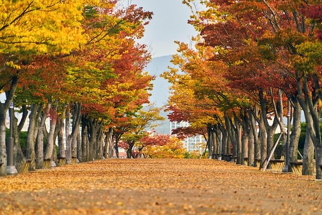 단풍 사진 명소 + 스마트폰 촬영 꿀팁 