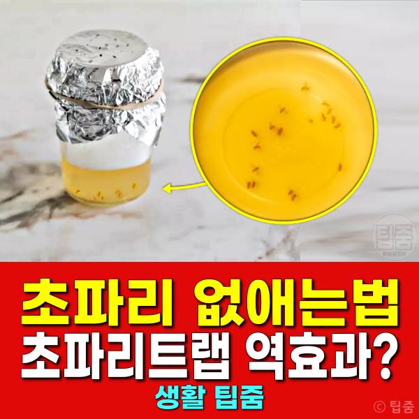 초파리 없애는법 사과식초 초파리트랩 역효과
