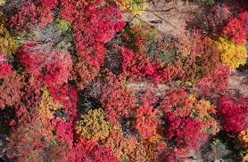 팔공산 단풍 명소