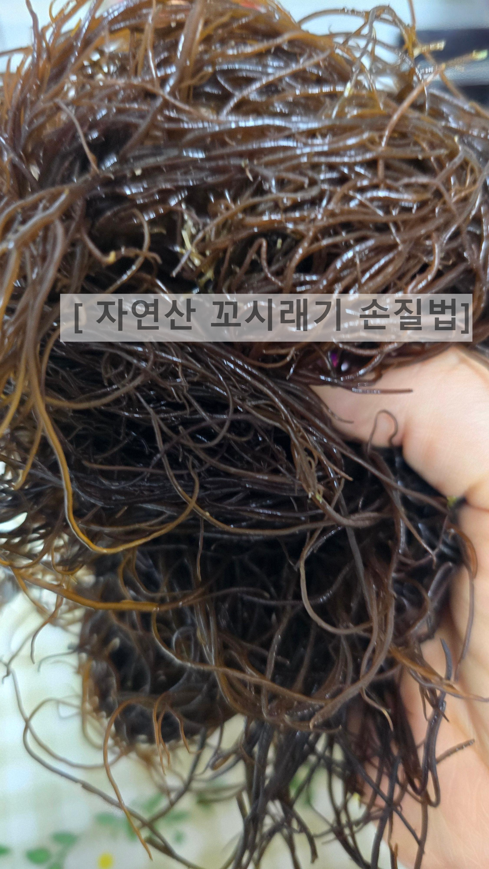 바다의 국수 '꼬시래기' 손질법과 효능