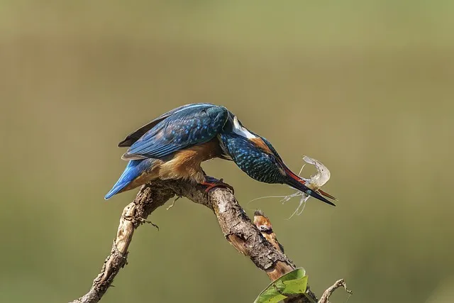 새우 요리 11가지 황금레시피_1