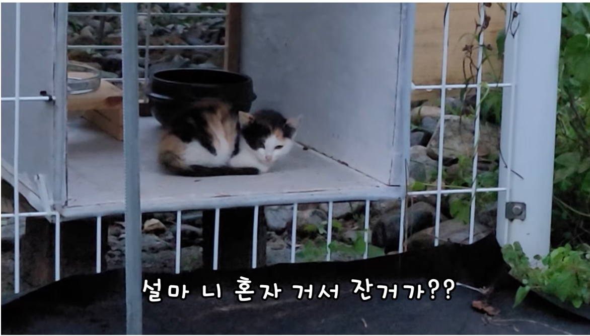 혼자 남겨진 새끼 고양이ㅠ 힘든 결정을 내렸습니다