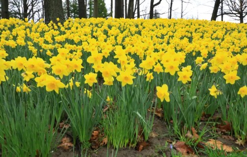 가을에 심고 봄에 피는 아름다운 꽃 - 수선화