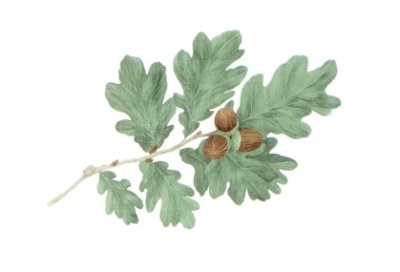 <나무를 심은 사람> 책 속 삽화