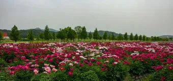 핫들생태공원 합천 산청 진달래축제_18