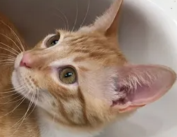 고양이 하부 요로증후군