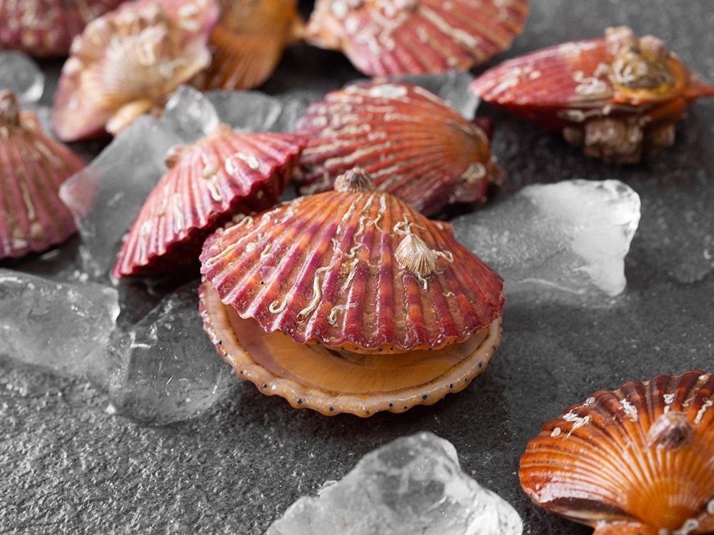 6시내고향 전남 고흥 홍가리비 파는 곳 전국 택배 온라인 전화 주문 추천