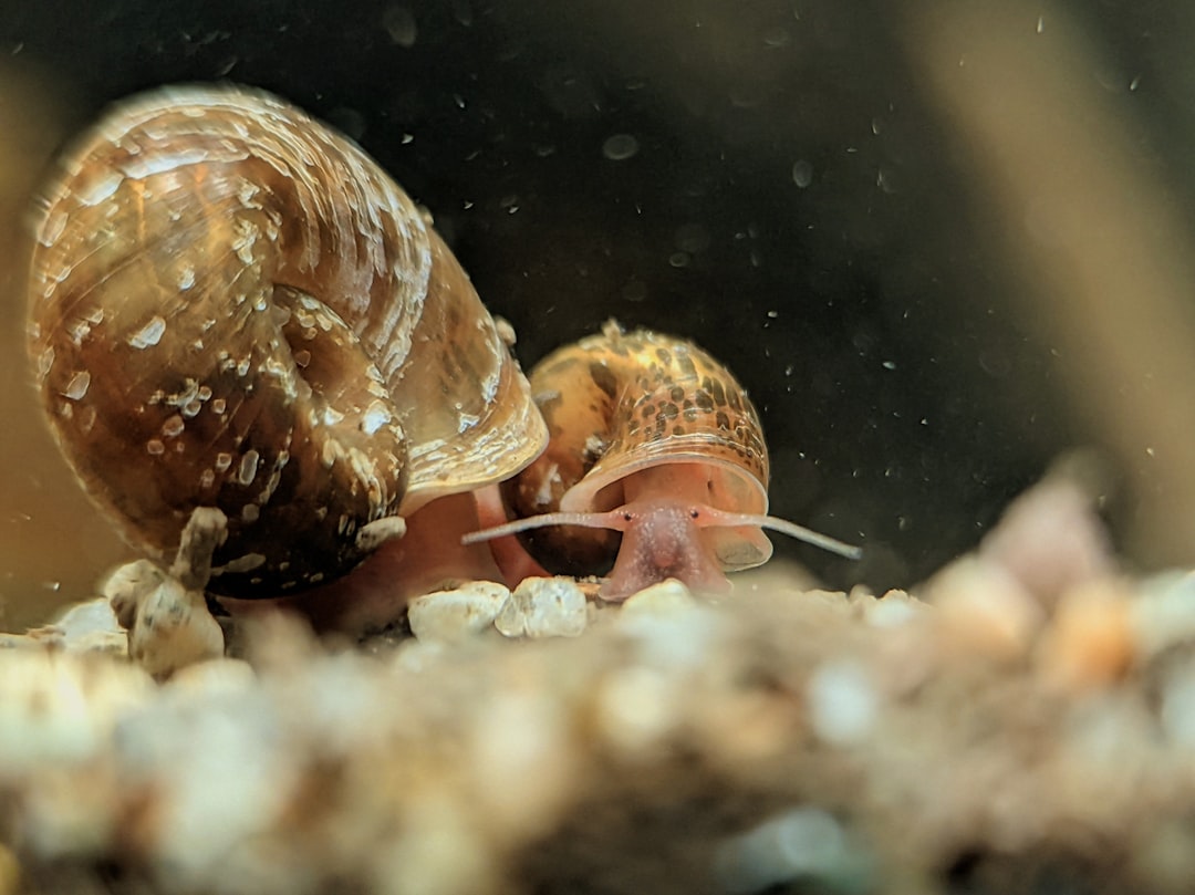 Substrate