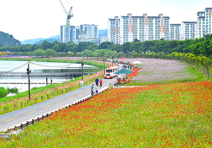 장성 황룡강 길동무 꽃길 축제