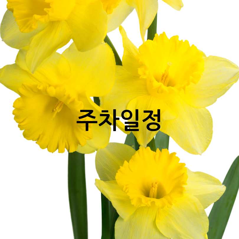 서산 유기방가옥 수선화축제