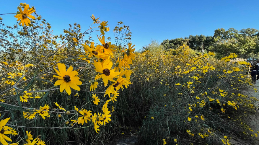 양주 나리농원 꽃 축제