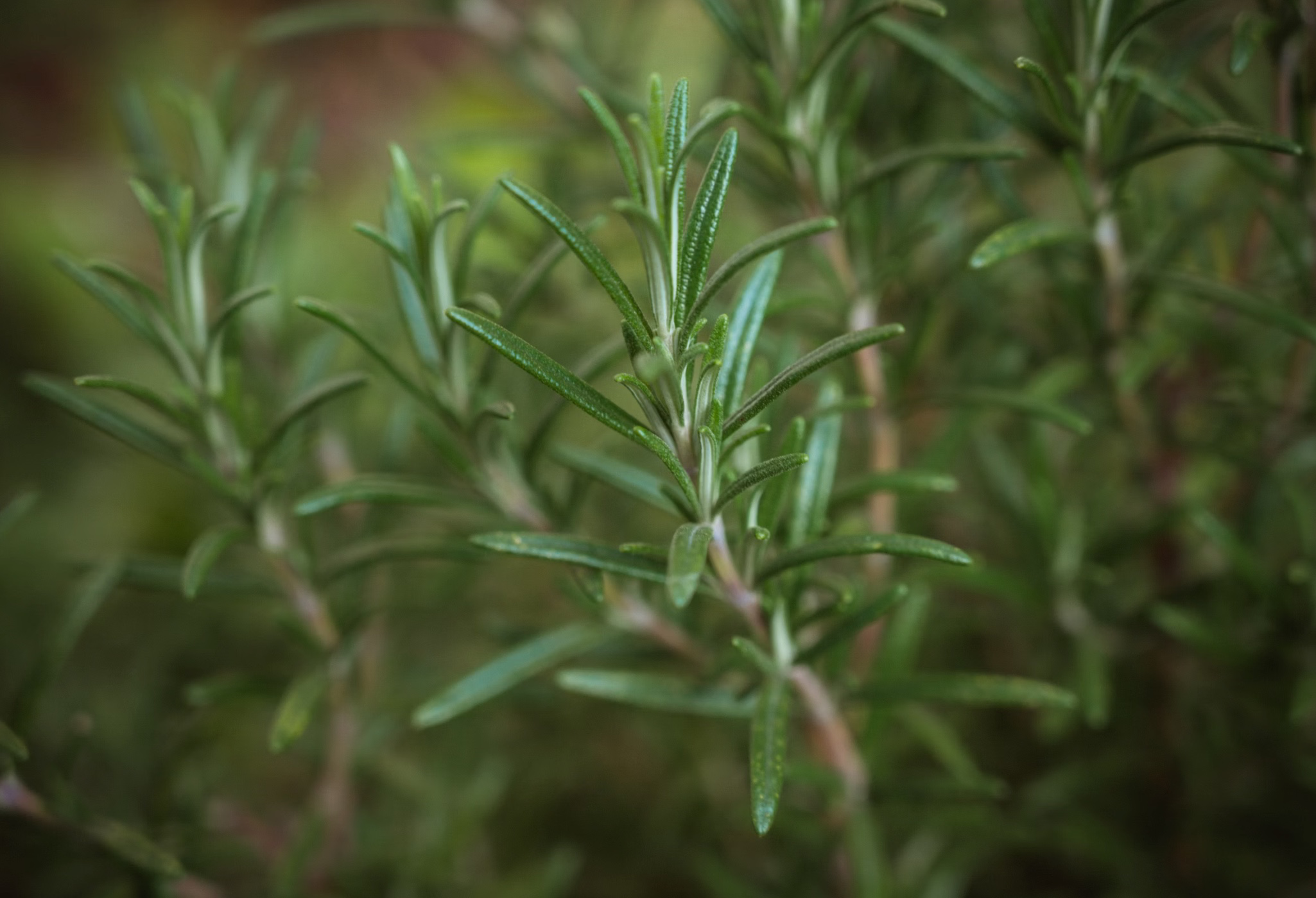 모기가 싫어하는 식물