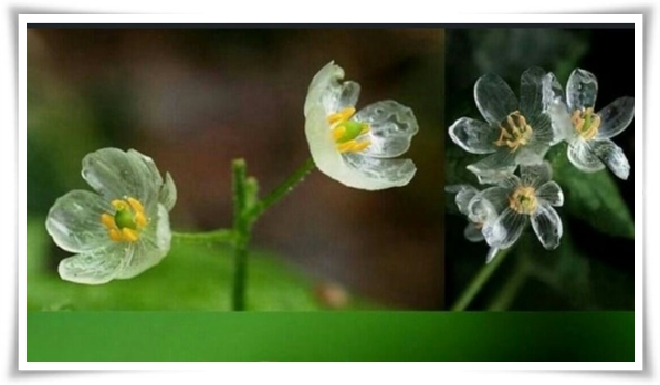 "산하엽" 비에 젖으면 투명해지는 숲 속의 보석 신기한 마법의 꽃!
