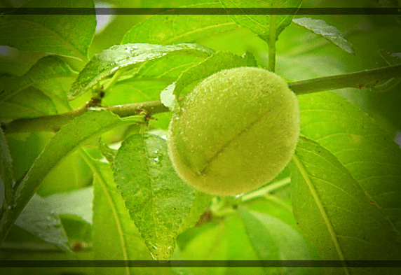 싱싱한-개복숭아-열매