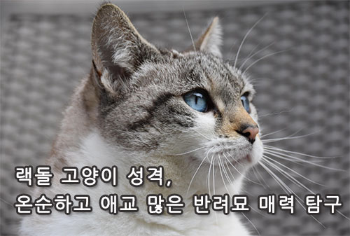 랙돌 고양이 성격, 온순하고 애교 많은 반려묘 매력 탐구