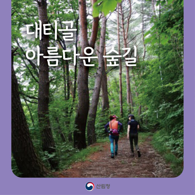 [명품숲길 50선] 경북 영양군 대티콜 아름다운 숲길, 아픔과 회복을 함께 걷는 길
