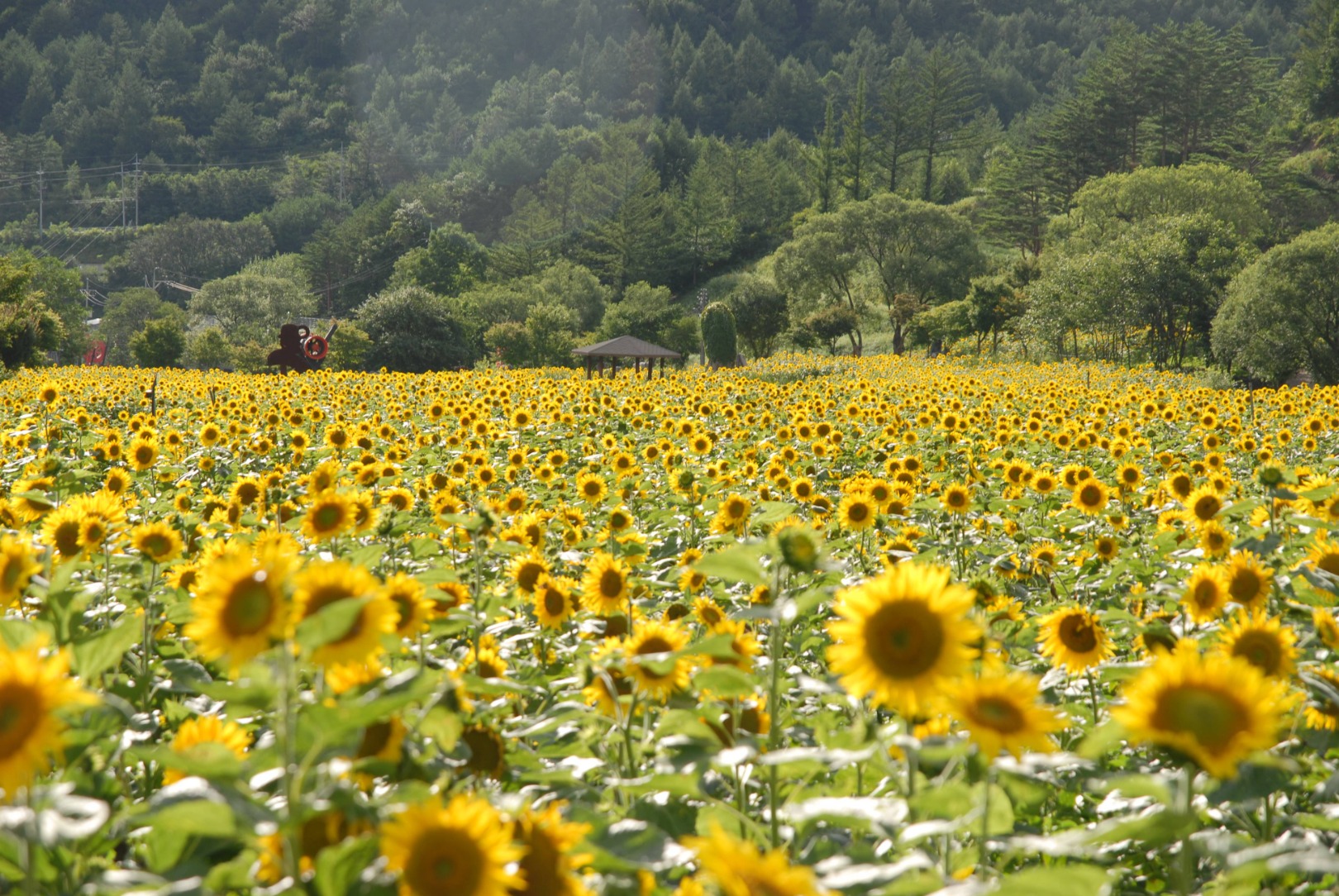 2025 태백 구와우마을 해바라기 축제 일정,입장료,주차장,가볼만한 곳 추천