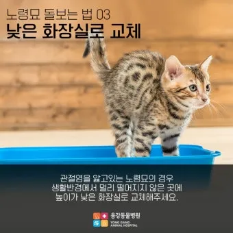  노령묘 질병 습식 사료_14