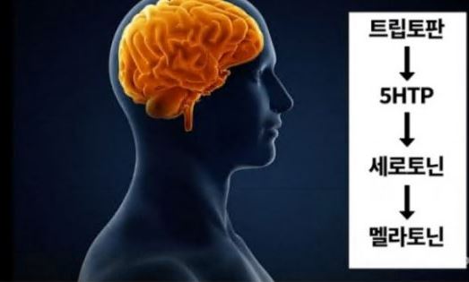 멜라토닌-효능-효과