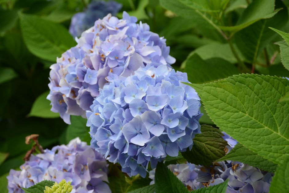 A close-up shot of vibrant blue hydrangeas in full bloom, surrounded by lush green leaves.