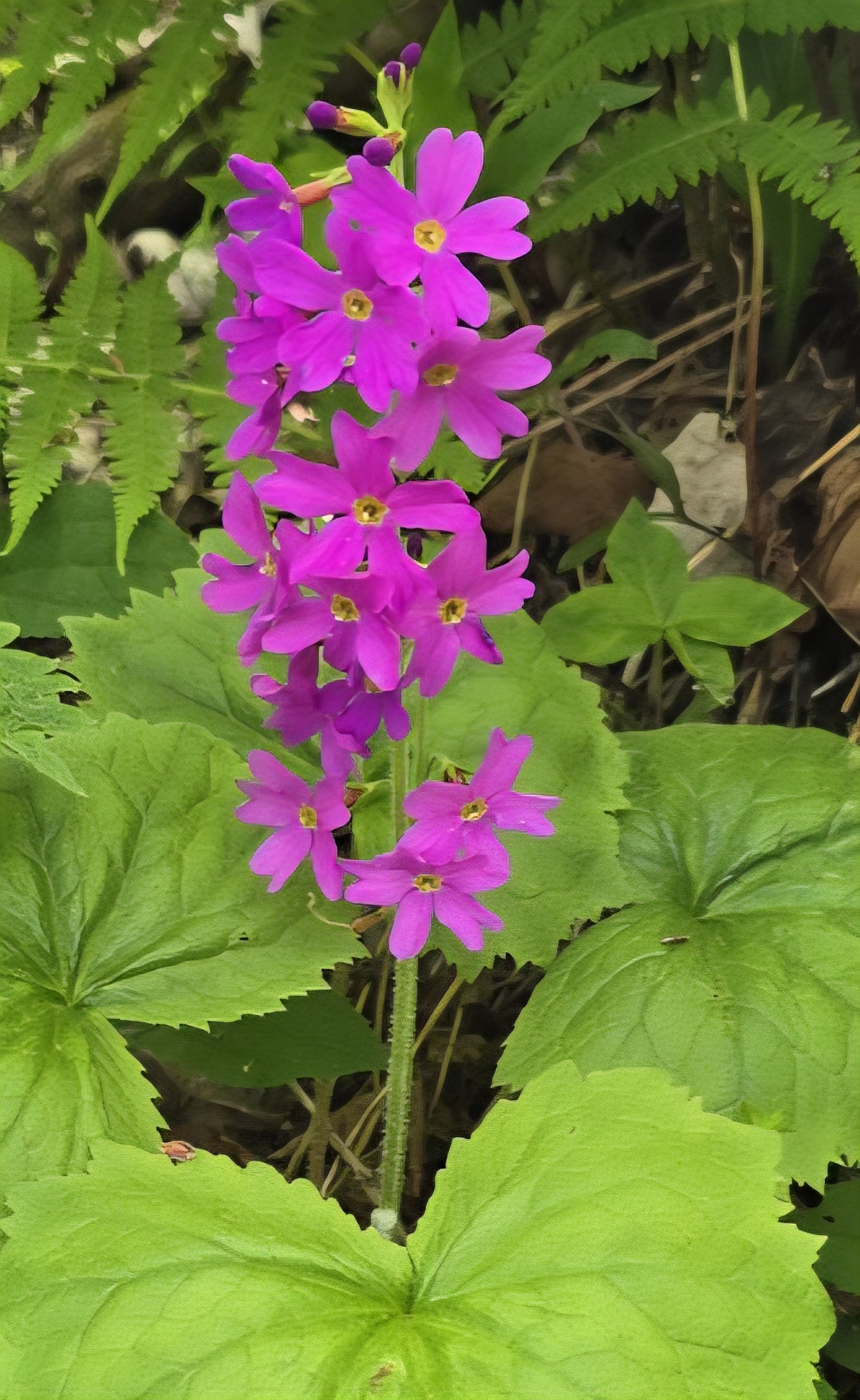 자연 상태에서 자란 앵초꽃 한 송이