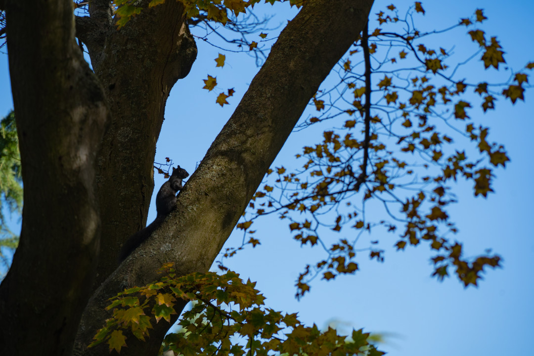 밴쿠버 스탠리 공원 동물