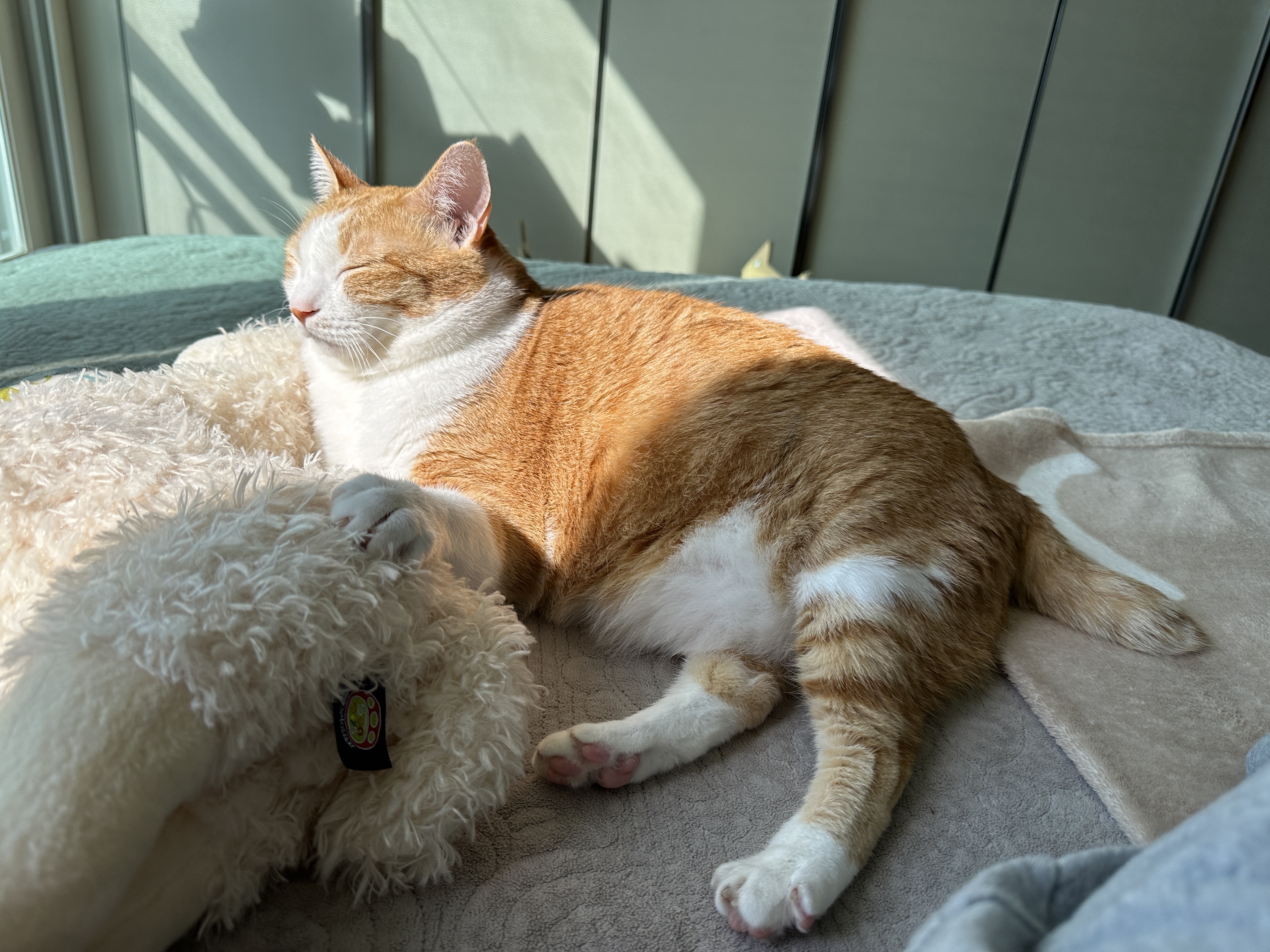 평화롭게_가을_아침_햇살_만끽중인_호야