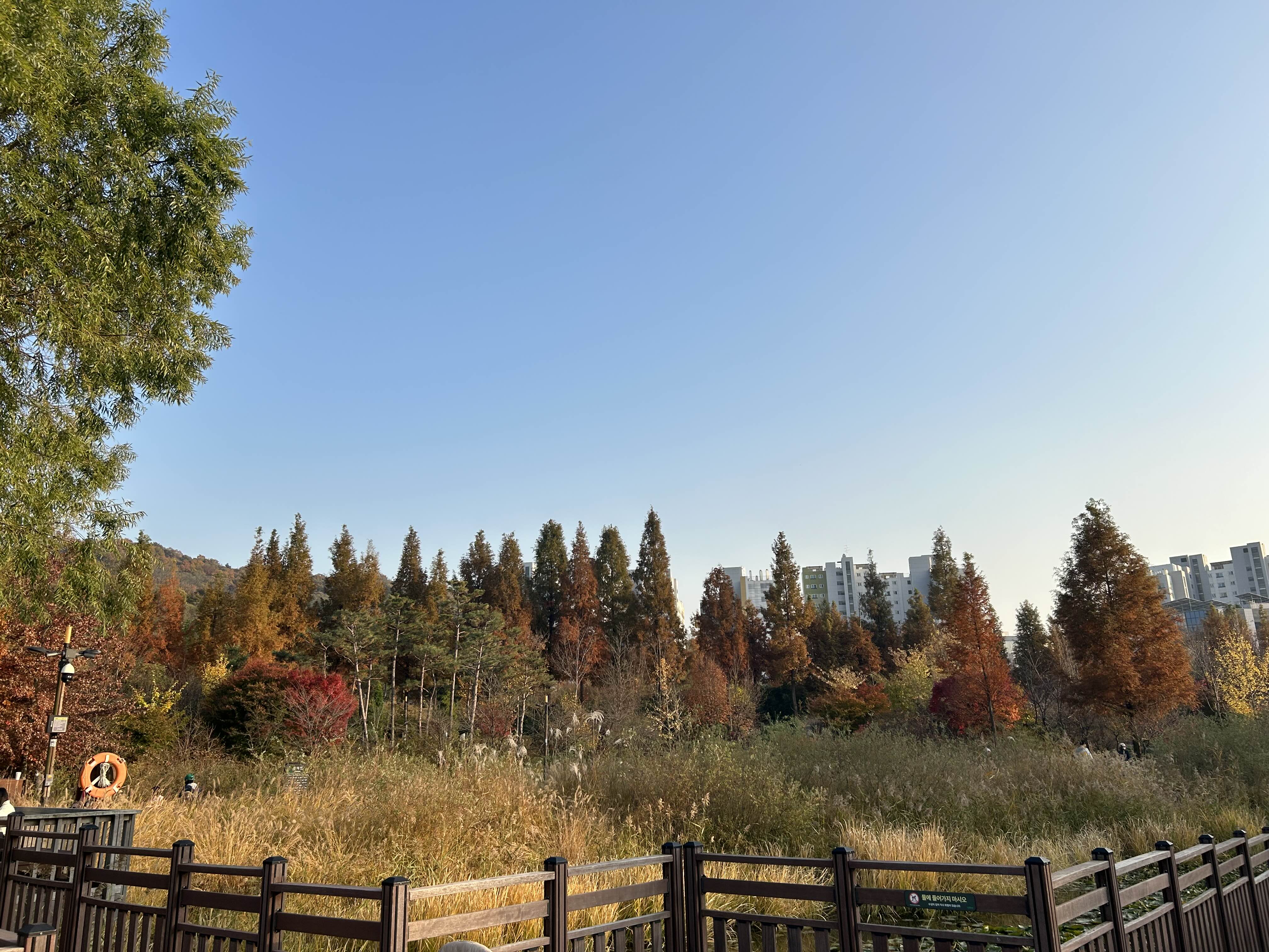 푸른수목원 (단풍절정)