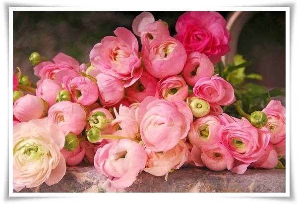 "라넌큘러스" 봄의 로맨스를 담은 매혹적인 매력의 꽃 봄의 요정!