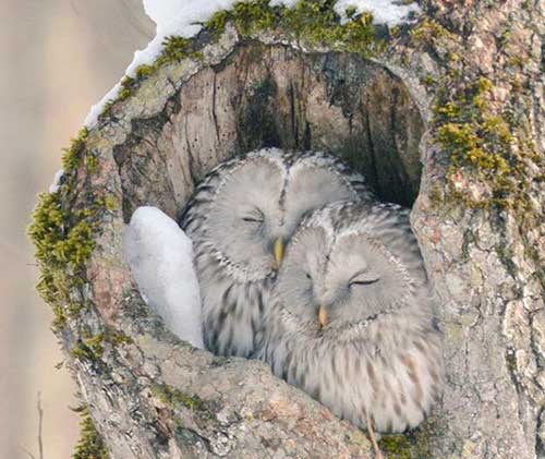 올뺴미의 사랑 - 효신